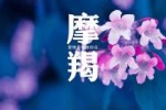 摩羯座的理想情人